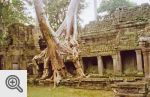 Świątynia Ta Phrom