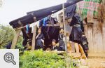 Czarni Hmongowie wciąż ubierają się w tradycyjne stroje