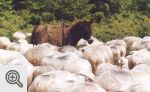 Pasterze do pracy przyjeżdżają na osłach.
