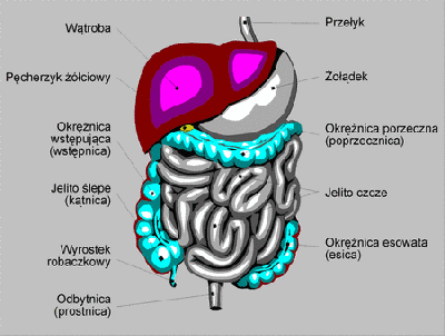 wątroba i przyjaciele.gif